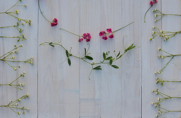 Frame of white wildflowers and pink peas on white wooden planks background. Top view, Flat lay, free space