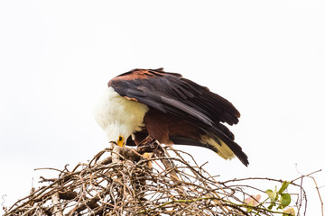 Eagle fisherman near the nest. Lake Baringo, Kenya