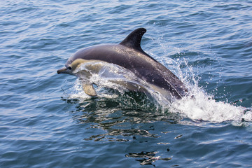 Dolphin in Portugal