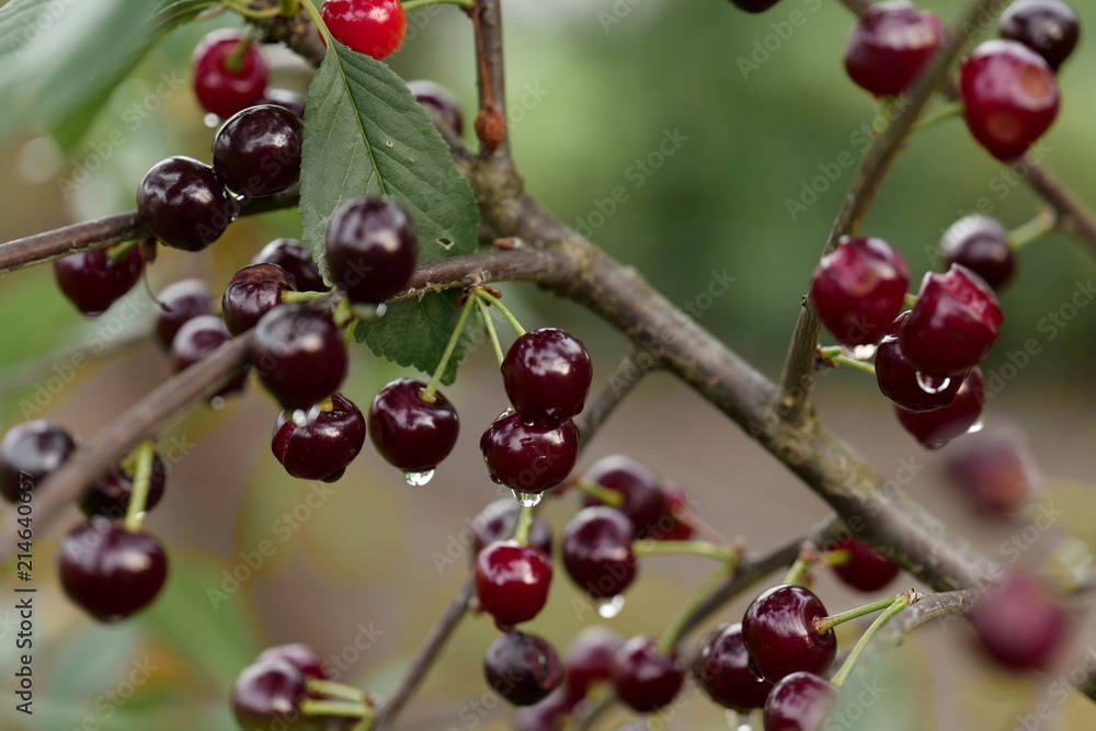 Wall mural Cherry