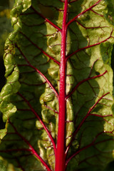 Leaf of beet