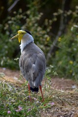 Gray white bird of the Australian lapwing order (Vanellus miles miles)