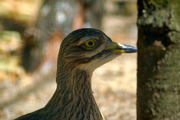 Profile view of burhinus grallarius