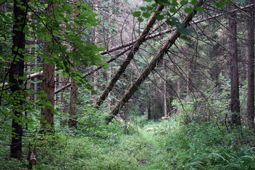 Obraz premium Fallen trees