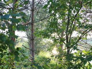 picturesque banks of the river in the summer evening
