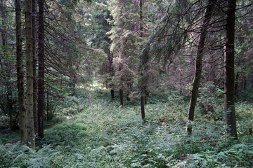 Footpath in the forest