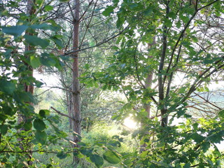 picturesque banks of the river in the summer evening