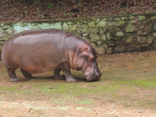Zoo Hippo 2