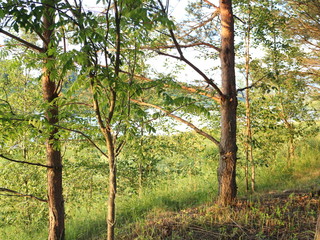 picturesque banks of the river in the summer evening