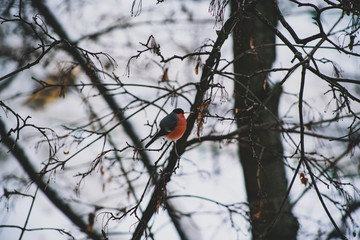 bullfinch on a branch
