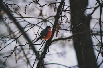 bullfinch on a branch