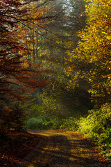 nature autumn sunshine leaves yellow forest morning colorful sun rays branches trees air