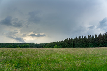 Germany, Edge of the black forest behind green pasture