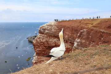 Basstölpel auf Helgoland