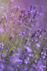 Lavender field close up 