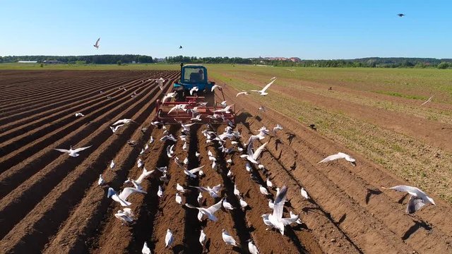Agricultural work on a tractor farmer sows grain. Hungry birds are flying behind the tractor, and eat grain from the arable land.
