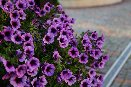 Violet flower petunia flawer garden