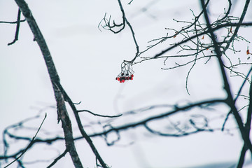 branch with Rowan berries
