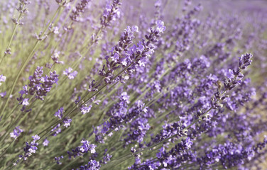Lavender field close up 