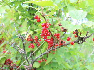 red currant berries on a bush