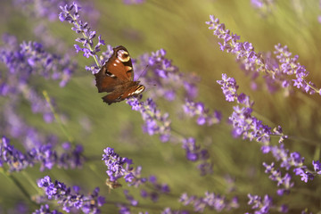 Lavender field close up with butterfly