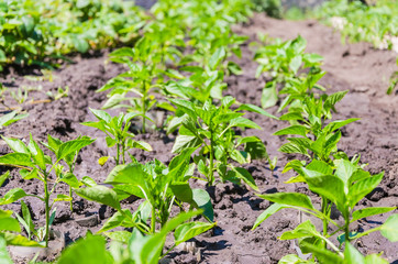 A row of green peppers on my dacha