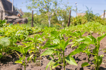 Fototapeta premium A row of green peppers on my dacha