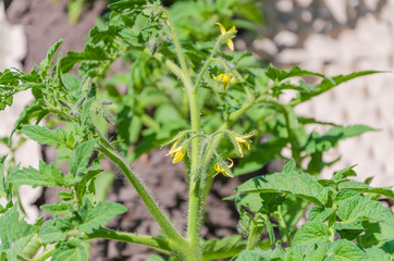 Bright yellow flowers of tomatoes