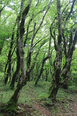 subtropical forest in georgia