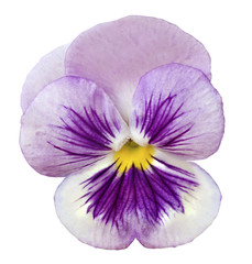 pink-white flower on a white isolated background.  Closeup.  Nature..