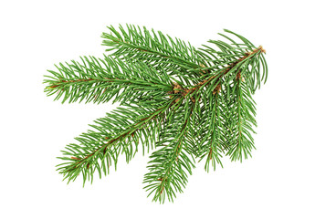 Fir tree branch isolated on a white background