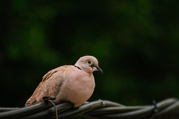 bird perched on a wire