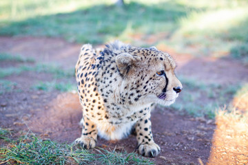 A cheetah crouching on the ground looking sideways