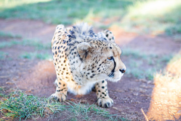 A cheetah crouching on the ground looking sideways