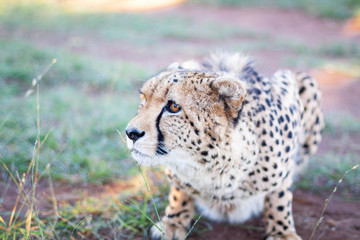 A cheetah crouching on the ground looking into the distance