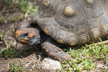 Tortoise