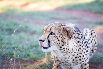 A crouching cheetah looking up licking its nose
