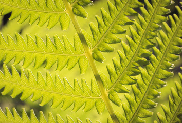 Green fresh fern leaf. Sunny summer garden
