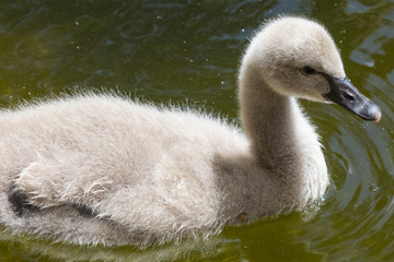 Baby Swan
