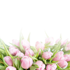 Naklejka premium Różowe tulipany na białym tle