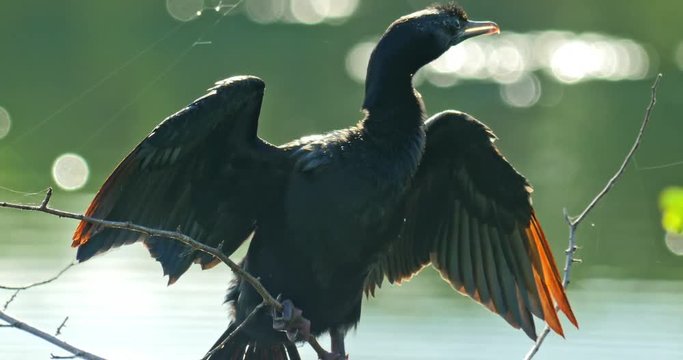 Close up view of Cormorant bird drying wings in wilderness of Sri Lanka natural reserve for protected animals and wild nature. Visiting Yala National park during wildlife safari