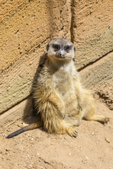 Meerkat