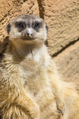 Meerkat