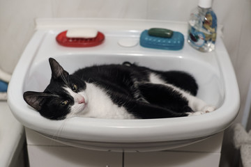 funny cat lies in the sink