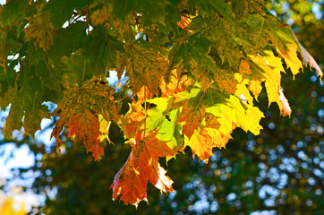 Colorful autumn leaves of a maple (Genus Acer) in sunlight