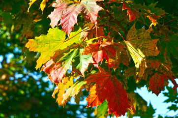 Colorful autumn leaves of a maple (Genus Acer) in sunlight