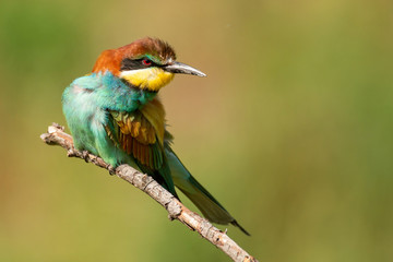 Obraz premium European bee-eater (Merops apiaster) sitting on a stick.