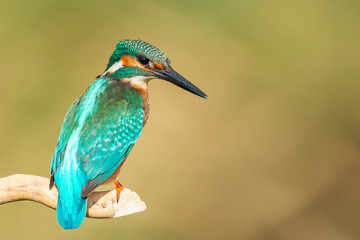 Common Kingfisher (Alcedo atthis) sitting on a stick