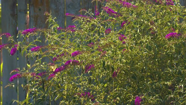 Butterfly on a Butterfly Bush against a Backyard Fence.  Shot on a Blackmagic Ursa Mini Pro 4.6k with a Sigma 50-100mm f/1.8.