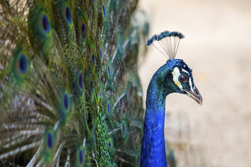 Obraz premium Peacock